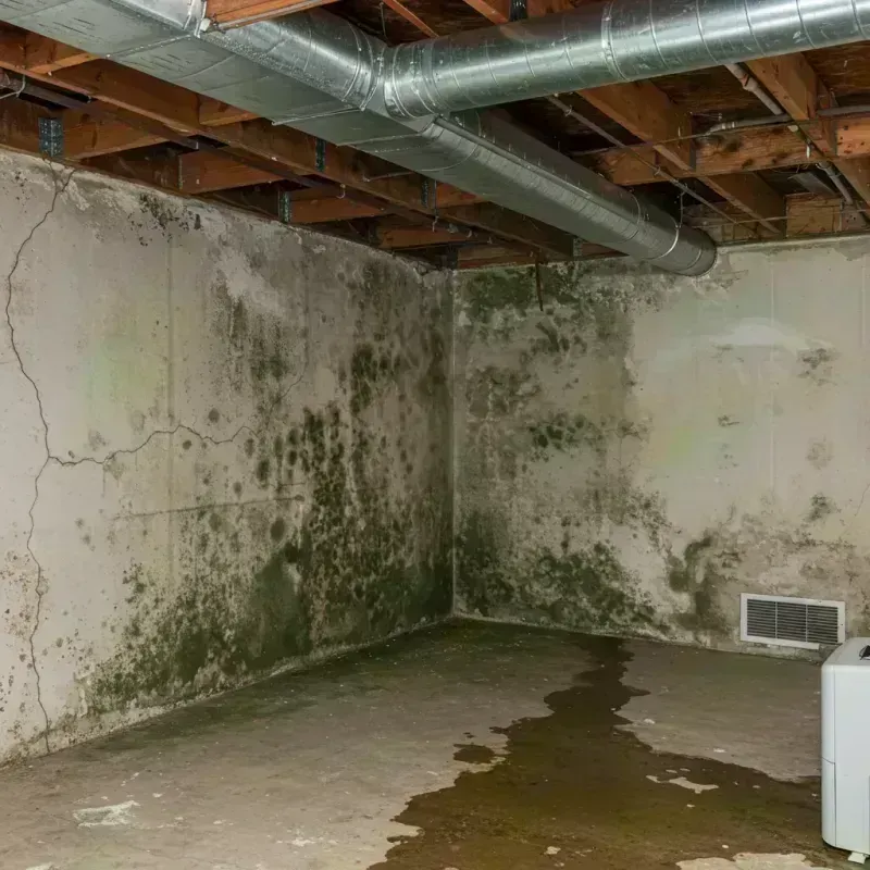 Professional Mold Removal in McMurray, PA